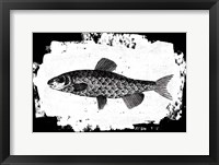 Framed Fish II