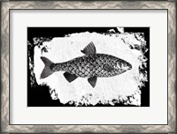 Framed Fish I