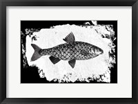 Framed Fish I