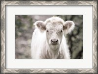 Framed White Calf