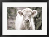 Framed White Calf