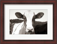 Framed At the Barn