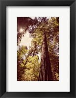 Framed Redwoods 1