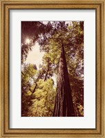 Framed Redwoods 1