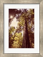 Framed Redwoods 1