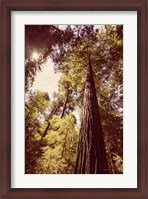 Framed Redwoods 1