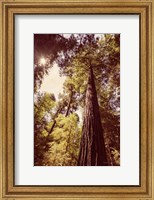 Framed Redwoods 1