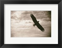 Framed Sunray Eagle