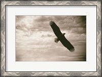 Framed Sunray Eagle