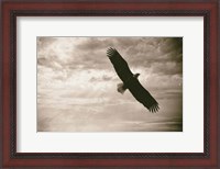 Framed Sunray Eagle