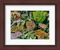 Framed Reptile & Amphibians