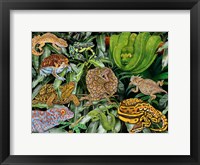 Framed Reptile & Amphibians