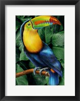 Framed Toucan