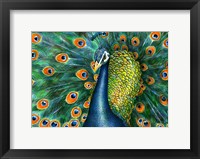 Framed Peacock
