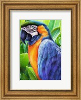 Framed Macaw