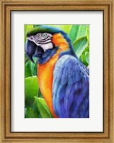 Framed Macaw