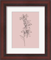 Framed Lily Blush Pink  Flower