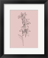 Framed Lily Blush Pink  Flower
