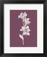 Framed Lily Purple Flower