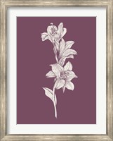 Framed Lily Purple Flower