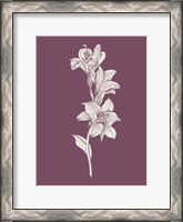 Framed Lily Purple Flower