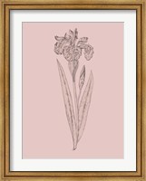 Framed Iris Blush Pink Flower