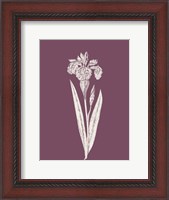 Framed Iris Purple Flower