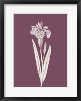 Framed Iris Purple Flower