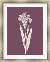Framed Iris Purple Flower