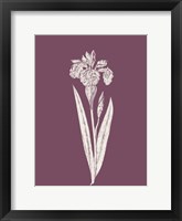 Framed Iris Purple Flower