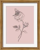Framed Rose Blush Pink Flower