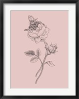 Framed Rose Blush Pink Flower