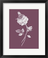 Framed Rose Purple Flower