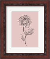 Framed Peony Blush Pink Flower