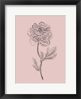 Framed Peony Blush Pink Flower
