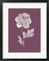 Framed Peony Purple Flower