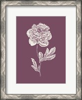 Framed Peony Purple Flower