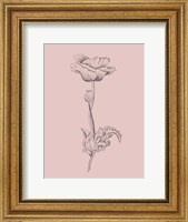 Framed Poppy Blush Pink Flower