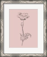 Framed Poppy Blush Pink Flower