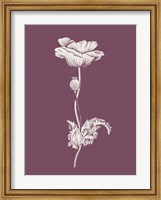 Framed Poppy Purple Flower