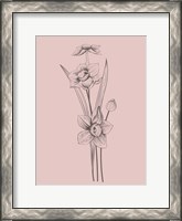 Framed Narcissus Blush Pink Flower