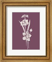 Framed Narcissus Purple Flower