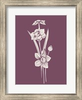 Framed Narcissus Purple Flower