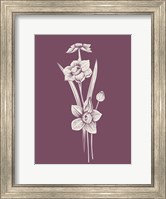 Framed Narcissus Purple Flower