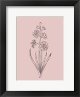 Framed Hyacinth Blush Pink Flower
