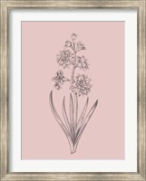 Framed Hyacinth Blush Pink Flower