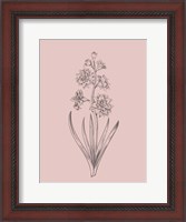 Framed Hyacinth Blush Pink Flower