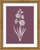 Framed Hyacinth Purple Flower