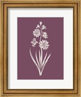 Framed Hyacinth Purple Flower