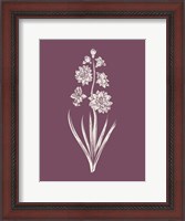 Framed Hyacinth Purple Flower